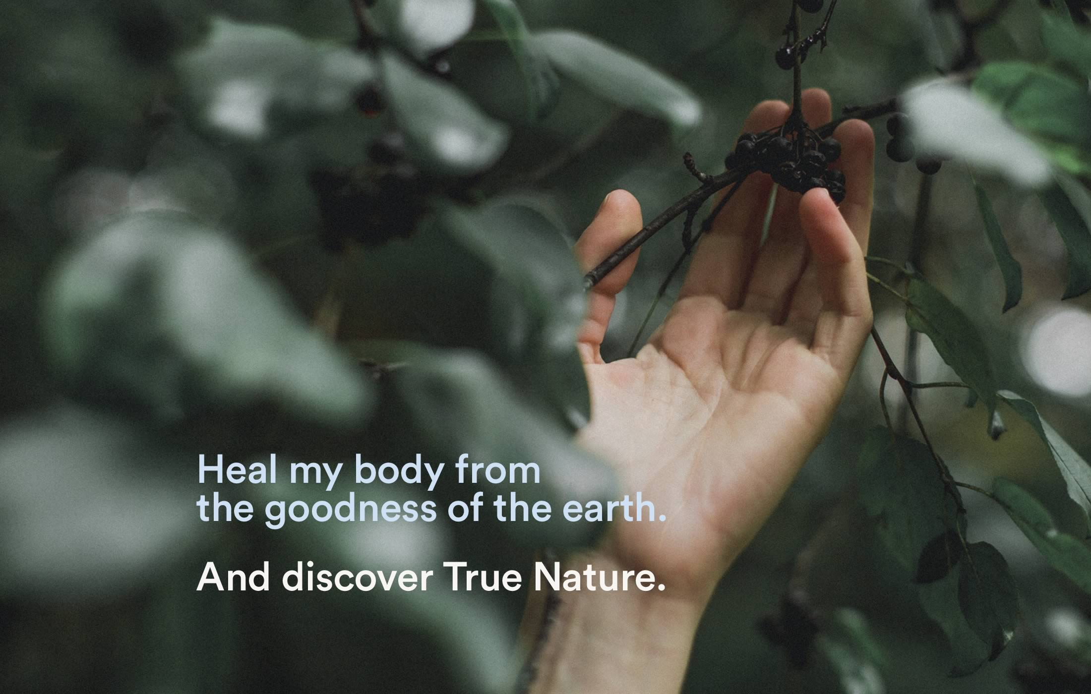 Closeup of a hand picking berries from a branch, captioned as 'Heal my body from the goodness of the earth.'