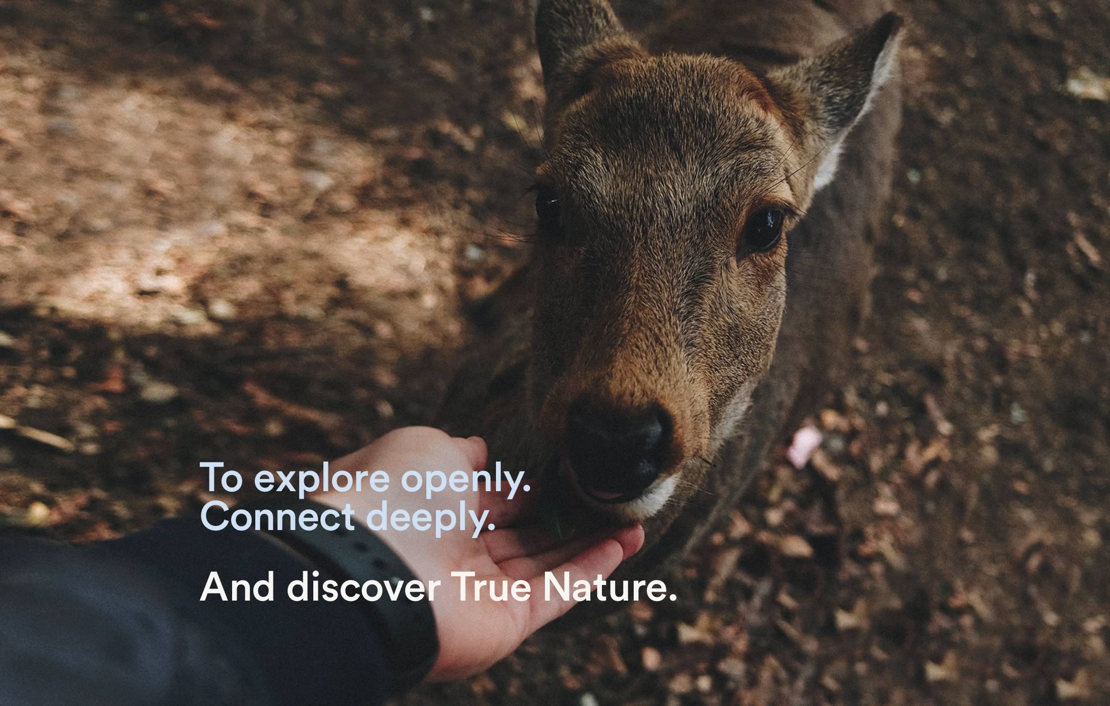 Closeup of a hand feeding a deer, captioned as 'To explore openly. Connect deeply.